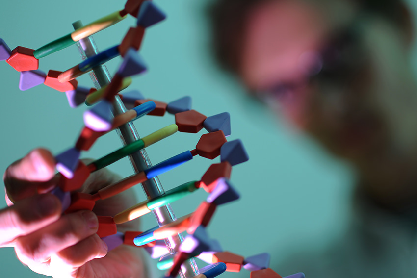 Eine Strickleiter für die Genforschung: 65 Jahre DNA-Struktur