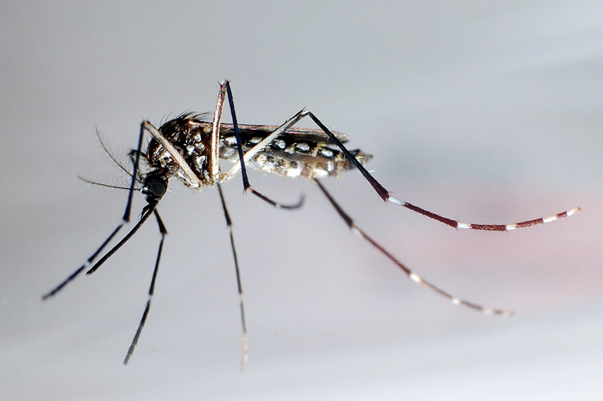 Tigermücke überträgt Zika-Viren © dpa