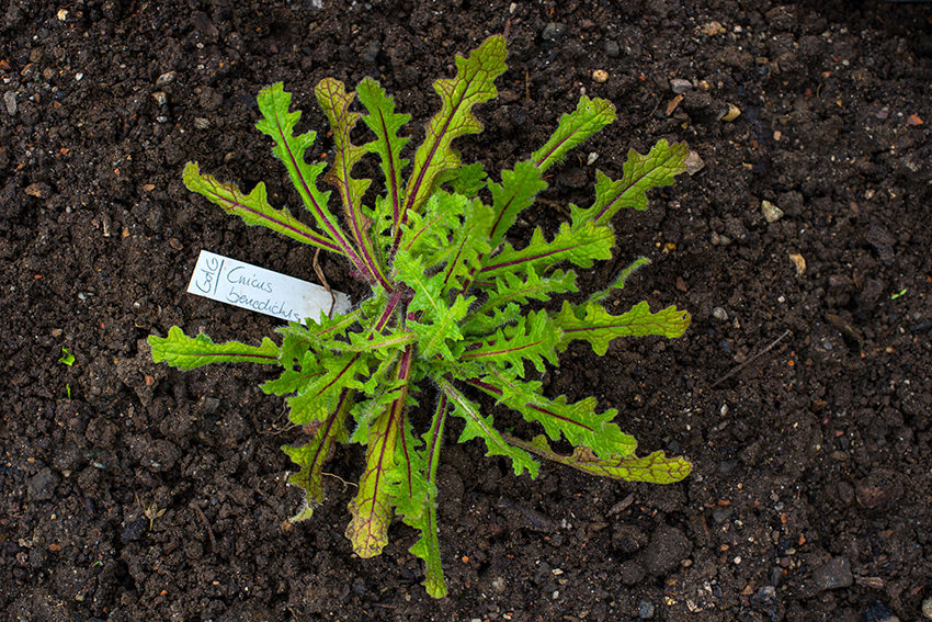 Die Kräuterpflanze Benediktenkraut, deren Bitterstoffe gegen Appetitlosigkeit und bei Magen-Darmbeschwerden helfen sollen / (c) dpa