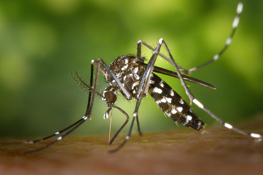 Asiatische Tigermücke (Aedes albopicts) / © dpa