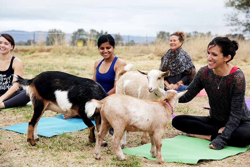 Auf Biegen und Ziegen: „Goat Yoga“ ist der neue Yoga-Trend